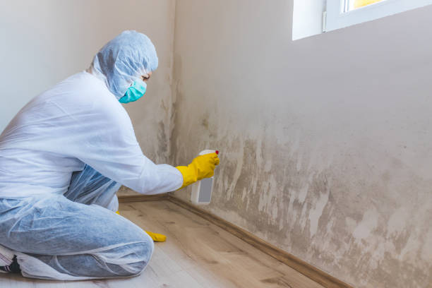 Licensed Black Mold Remediation service in Wakefield, VA - Mold Remediation HQ