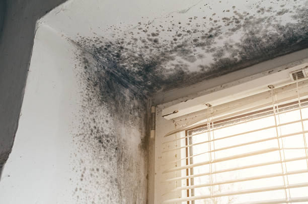 Affordable Black Mold Remediation solutions in Wakefield, VA