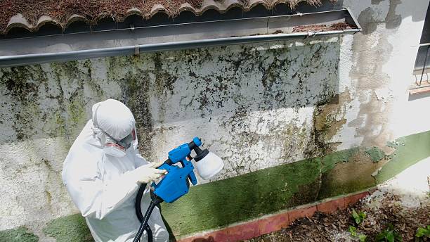 Top rated local Black Mold Remediation specialists in Wakefield, VA